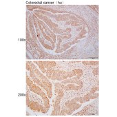 Solarbio K110372P Anti-IFRD1 Polyclonal Antibody