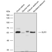 Solarbio K900027P Anti-SLR1 polyclonal Antibody for Plant