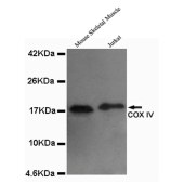 Solarbio K000016M Anti-COX4I1 Monoclonal Antibody