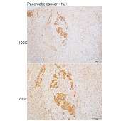 Solarbio K110030P Anti-TMOD1 Polyclonal Antibody