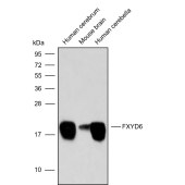 Solarbio K009838P Anti-FXYD6 Polyclonal Antibody