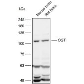 Solarbio K110110P Anti-OGT Polyclonal Antibody