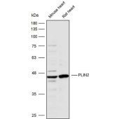 Solarbio K110370P Anti-PLIN2 Polyclonal Antibody