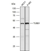 Solarbio K110019P Anti-TUBB1 Polyclonal Antibody