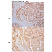 Solarbio K110352P Anti-PISD Polyclonal Antibody