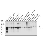 Solarbio K800004M Anti-RbcL Monoclonal Antibody for Plant
