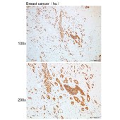 Solarbio K109942P Anti-NAE1 Polyclonal Antibody