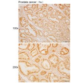 Solarbio K110522P Anti-PWWP3A Polyclonal Antibody