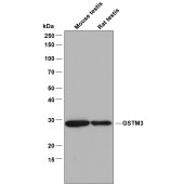 Solarbio K009777P Anti-GSTM3 Polyclonal Antibody