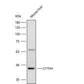 Solarbio K112265P Anti-CYTH4 Polyclonal Antibody
