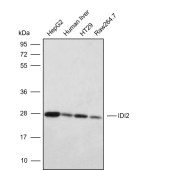 Solarbio K009870P Anti-IDI2 Polyclonal Antibody