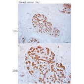Solarbio K112233P Anti-APOBEC3D Polyclonal Antibody