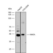 Solarbio K112284P Anti-MAEA Polyclonal Antibody