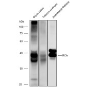 Solarbio K900003P Anti-RCA polyclonal Antibody for Plant
