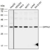 Solarbio K110083P Anti-DPPA2 Polyclonal Antibody