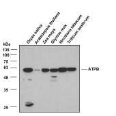 Solarbio K800002M Anti-ATPB Monoclonal Antibody for Plant