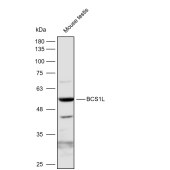 Solarbio K112264P Anti-RGMA Polyclonal Antibody