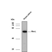 Solarbio K800013P Anti-OsrbcL Polyclonal Antibody