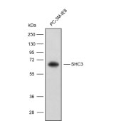 Solarbio K009805P Anti-SHC3 Polyclonal Antibody