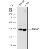 Solarbio K110324P Anti-PROKR1 Polyclonal Antibody