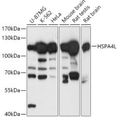 Solarbio K009770P Anti-HSPA4L Polyclonal Antibody