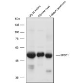 Solarbio K900028P Anti-MOC1 polyclonal Antibody for Plant
