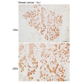 Solarbio K110290P Anti-MRPL22 Polyclonal Antibody