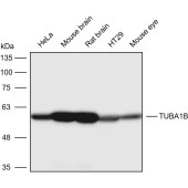 Solarbio K200064M Anti-α-tubulin Monoclonal Antibody