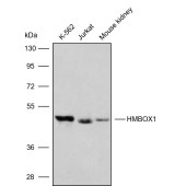Solarbio K009849P Anti-HMBOX1 Polyclonal Antibody
