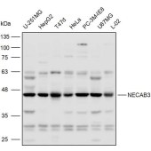 Solarbio K110313P Anti-NECAB3 Polyclonal Antibody