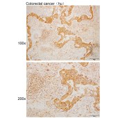 Solarbio K110025P Anti-TRIM55 Polyclonal Antibody