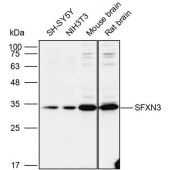 Solarbio K109997P Anti-SFXN3 Polyclonal Antibody