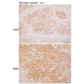 Solarbio K110130P Anti-ARHGEF26 Polyclonal Antibody