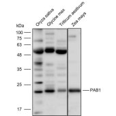Solarbio K900030P Anti-PAB1 polyclonal Antibody for Plant