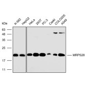 Solarbio K112317P Anti-MRPS28 Polyclonal Antibody