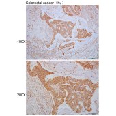 Solarbio K110331P Anti-SLC2A4 Polyclonal Antibody