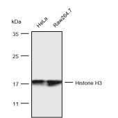 Solarbio K200033M Anti-Histone H3/HIST3H3 Monoclonal Antibody