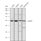 Solarbio K110348P Anti-NAPRT Polyclonal Antibody