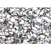 Solarbio K009780P Anti-Sur-8 Polyclonal Antibody