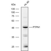 Solarbio K109956P Anti-PTPN1 Polyclonal Antibody