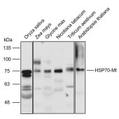 Solarbio K900007P Anti-HSP70-10 polyclonal Antibody for Plant