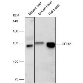 Solarbio K111499P Anti-CDH2 Polyclonal Antibody