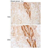 Solarbio K112200P Anti-MAP3K1 Polyclonal Antibody