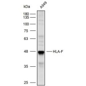 Solarbio K110511P Anti-HLA-F Polyclonal Antibody