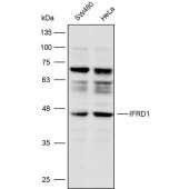 Solarbio K110372P Anti-IFRD1 Polyclonal Antibody