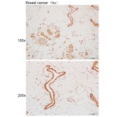 Solarbio K110082P Anti-RSRC2 Polyclonal Antibody