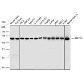 Solarbio K110464P Anti-MATR3 Polyclonal Antibody