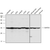 Solarbio K110496P Anti-GAPDH Polyclonal Antibody