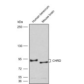 Solarbio K009829P Anti-CHRD Polyclonal Antibody