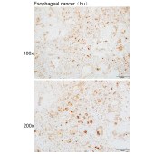 Solarbio K110134P Anti-Clca4a Polyclonal Antibody